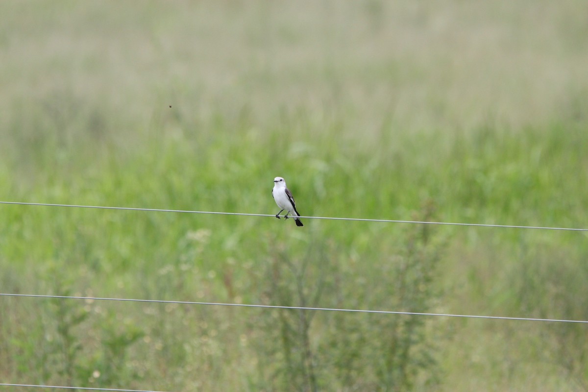 White-rumped Monjita - ML312360591