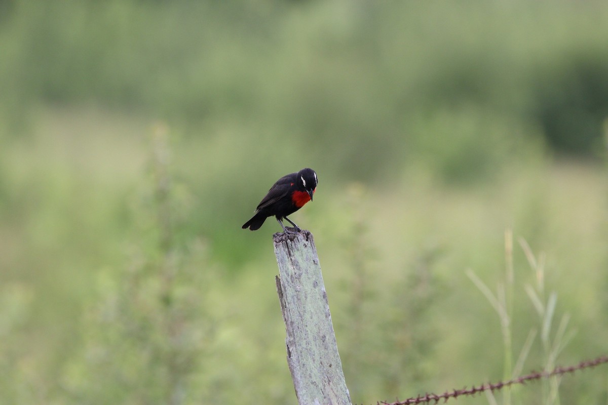 White-browed Meadowlark - ML312360831