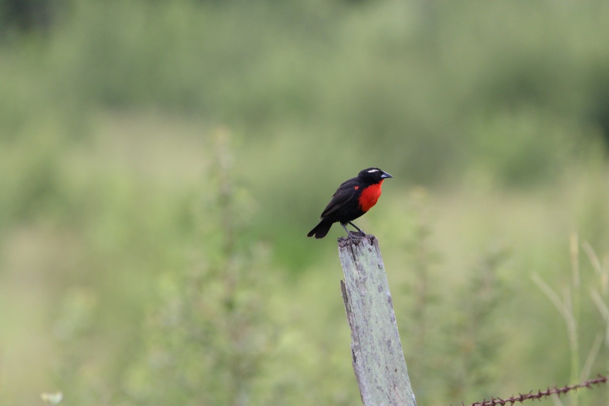 White-browed Meadowlark - ML312360941