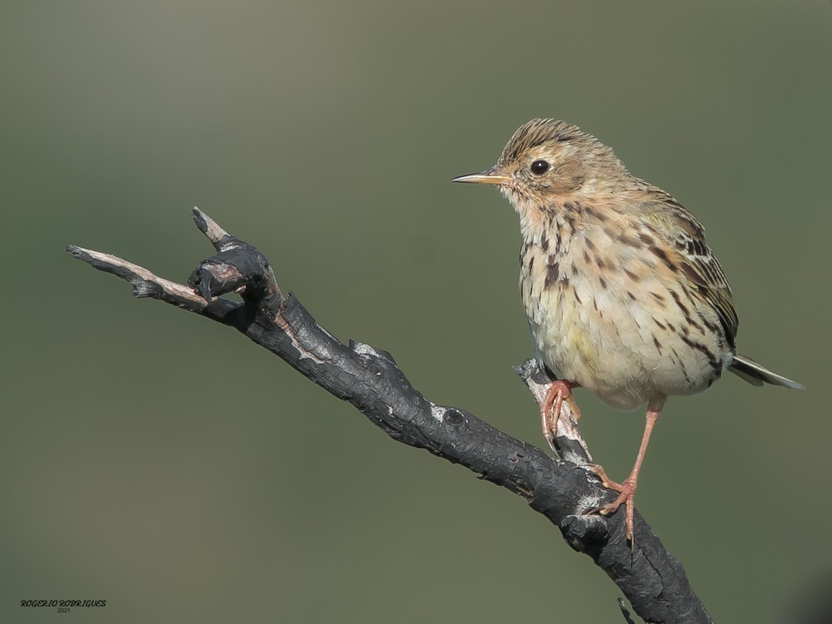 Meadow Pipit - ML312363551