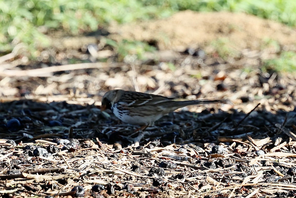 Harris's Sparrow - Judith Allen