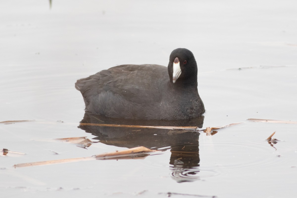 American Coot - ML312367031