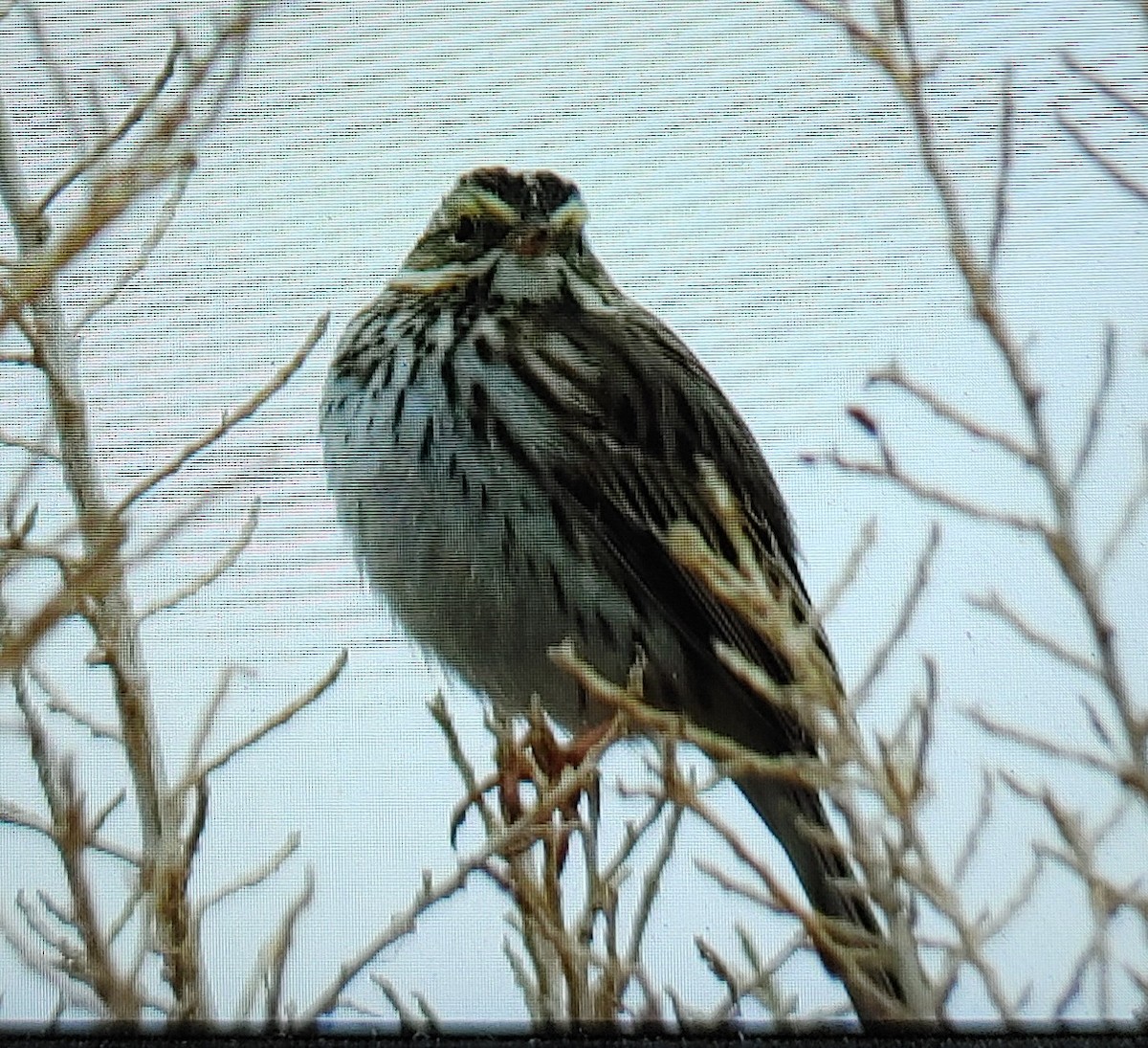 Savannah Sparrow - ML312367721