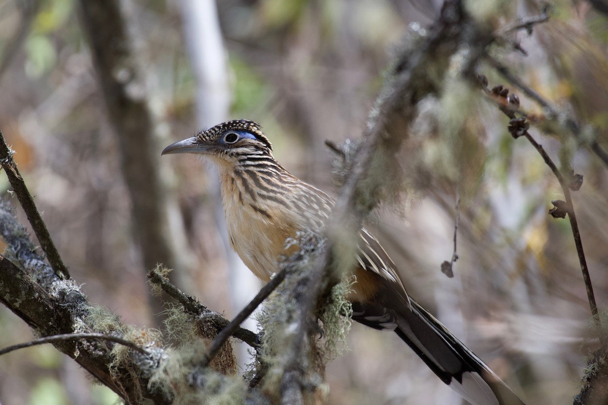 Lesser Roadrunner - ML312368241