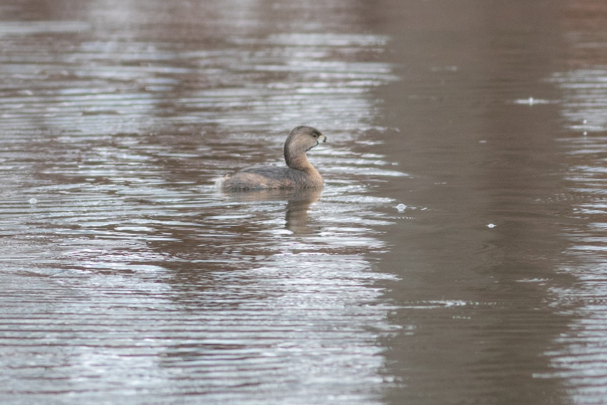 Pied-billed Grebe - Peter Kwiatek