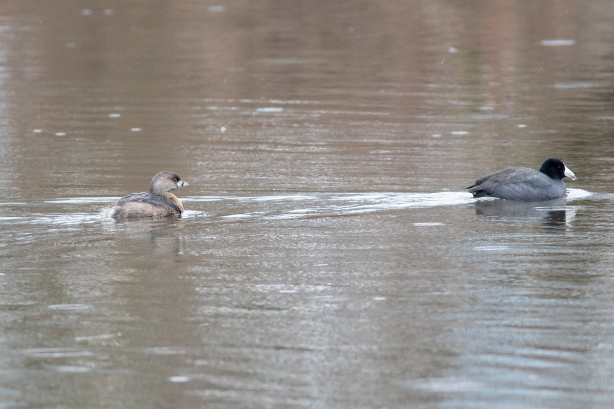 Pied-billed Grebe - ML312369201