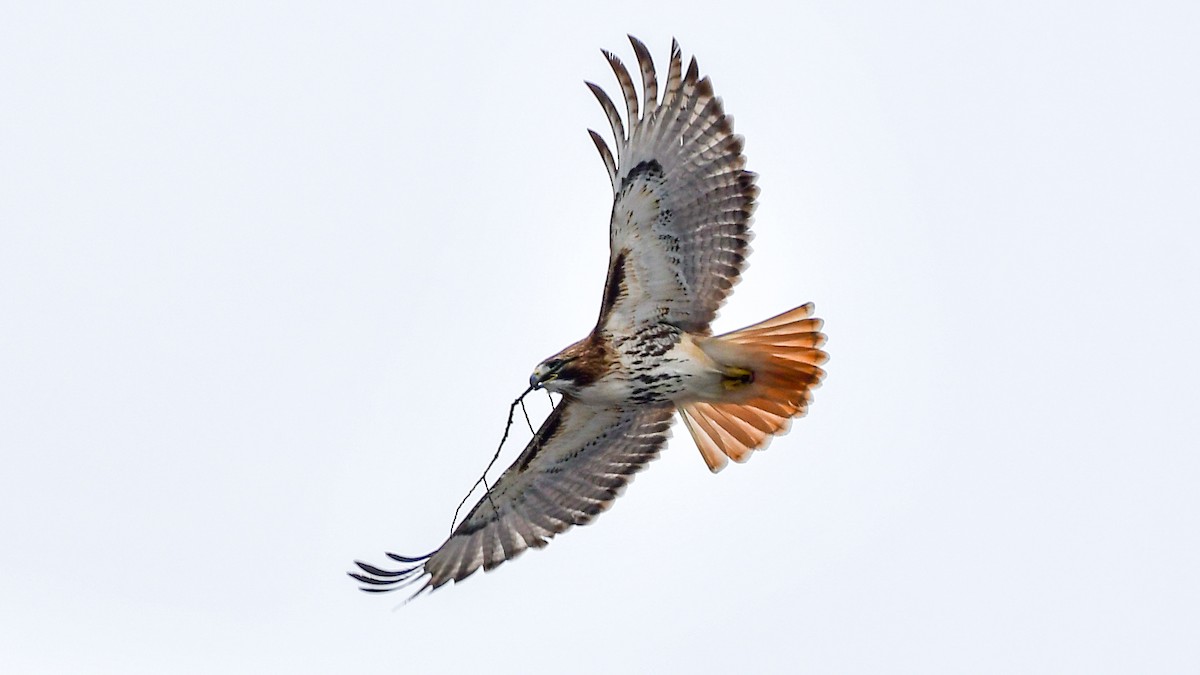 Red-tailed Hawk - ML312369621