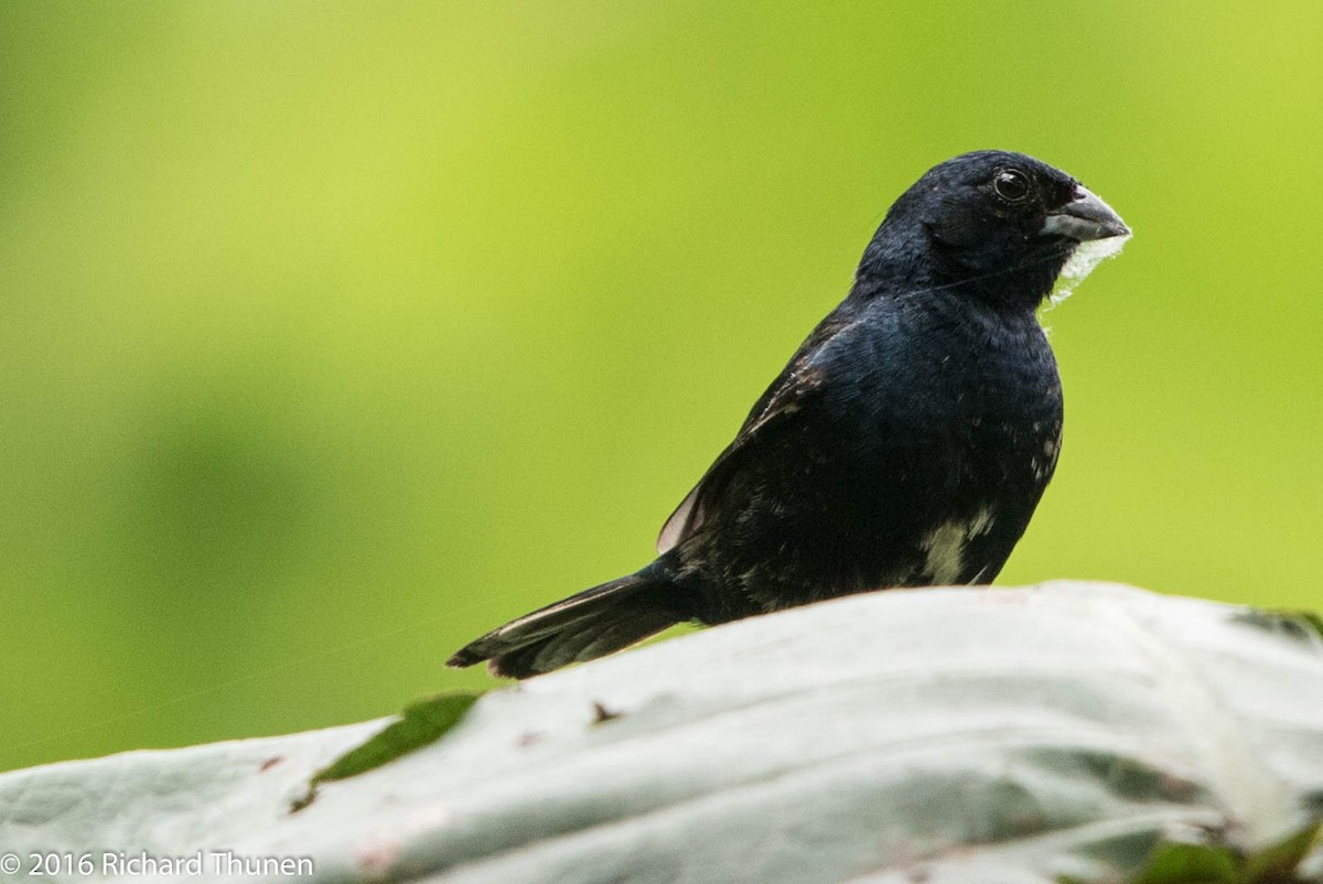 Blue-black Grassquit - Richard Thunen