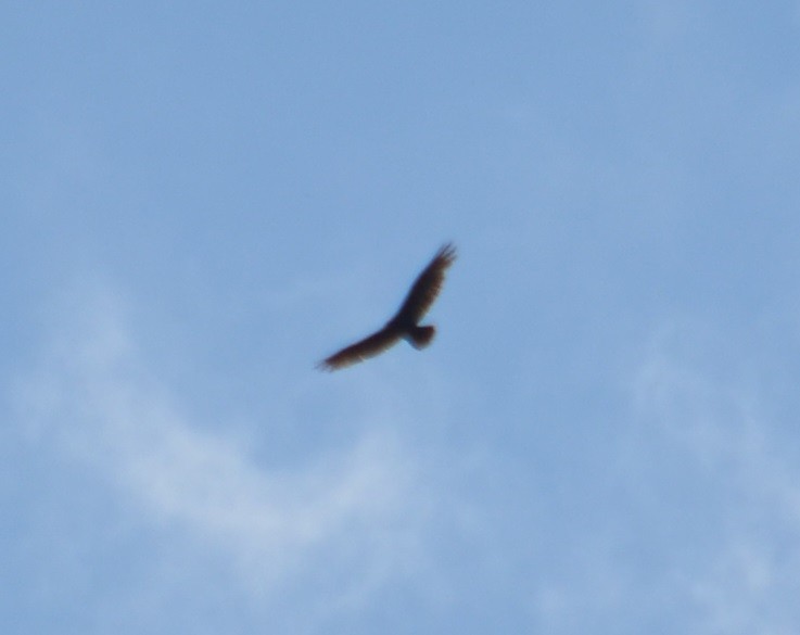 Turkey Vulture - ML312371791