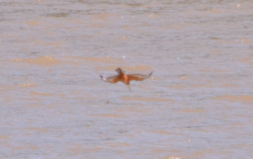 Ringed Kingfisher - ML312371961