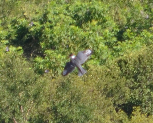 Ringed Kingfisher - ML312371971