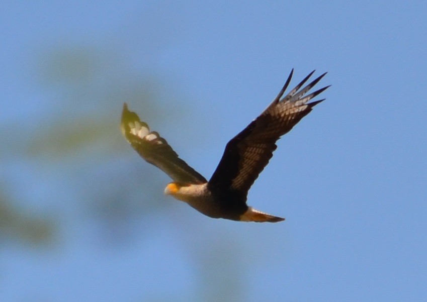 Crested Caracara (Southern) - ML312372041