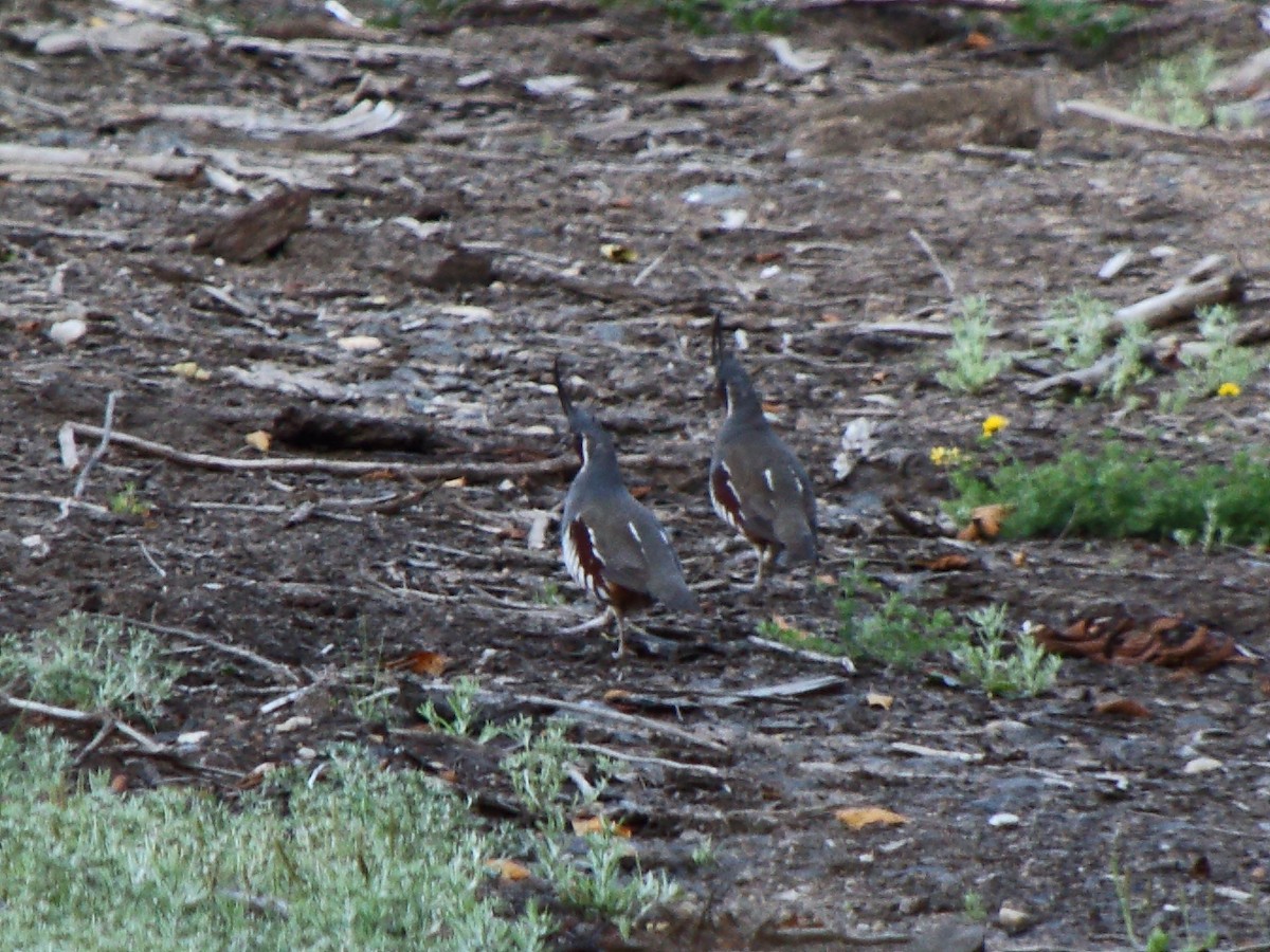 Mountain Quail - Heather Voboril