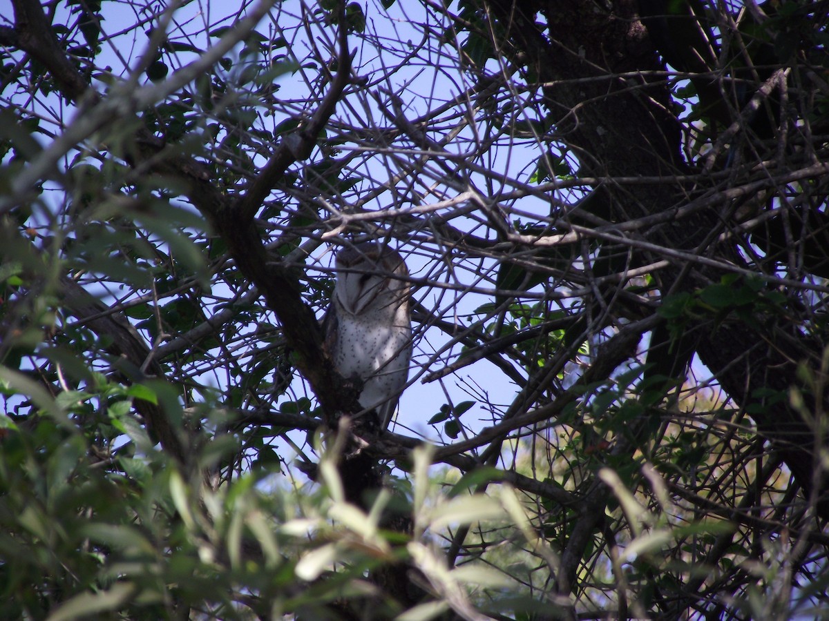 Barn Owl - Scott and Jenny Pascoe