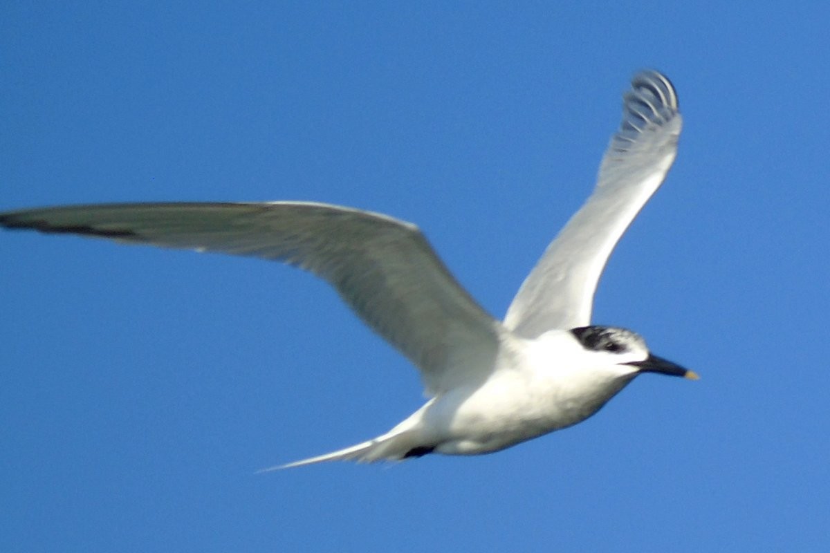 Sandwich Tern - Larry Neily