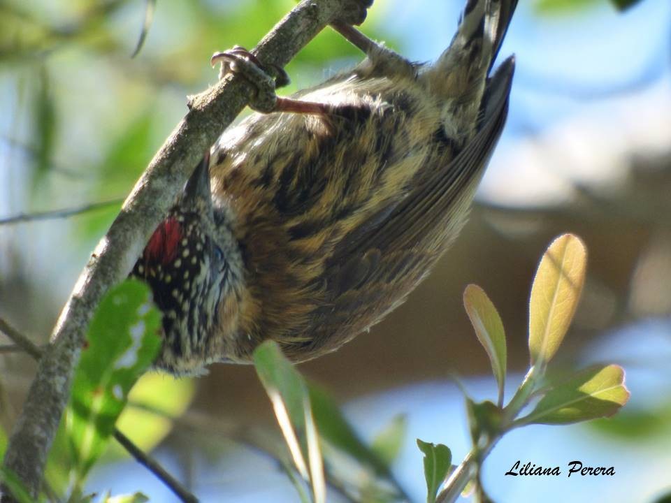 Mottled Piculet - ML31237511