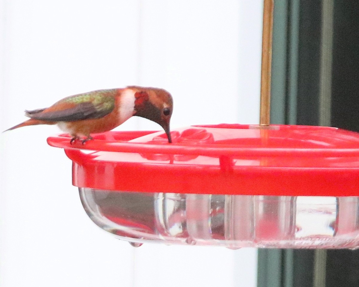Allen's Hummingbird - ML312375971