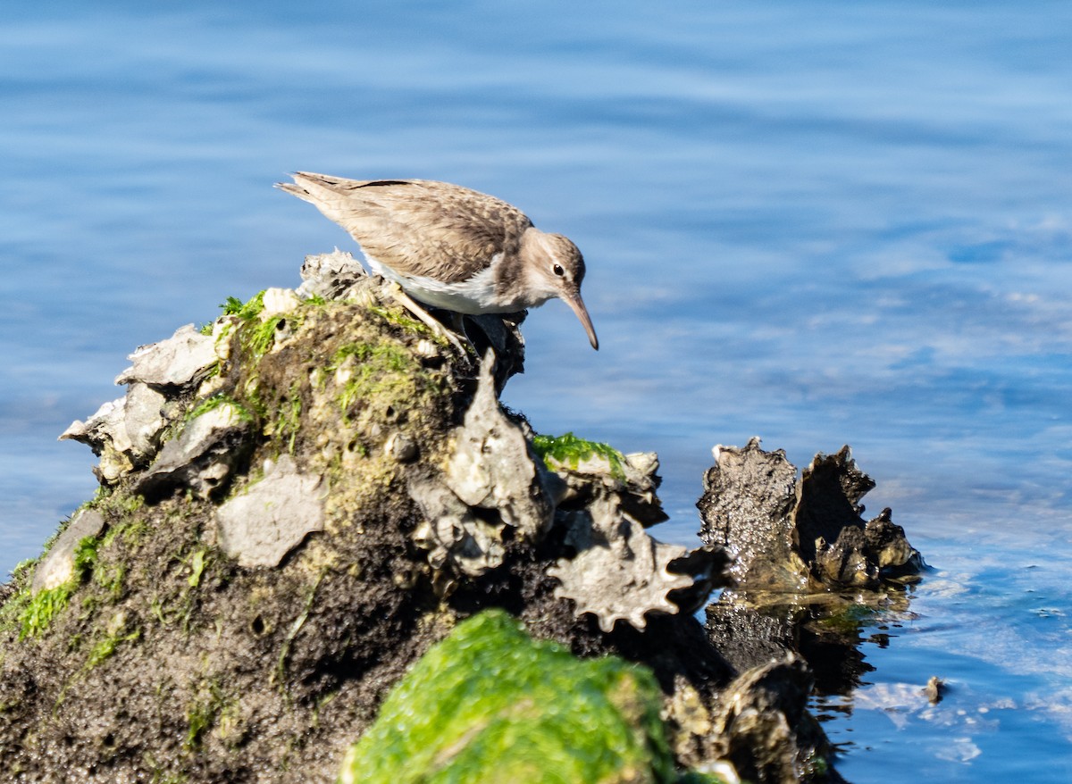 Spotted Sandpiper - Kris Farrey