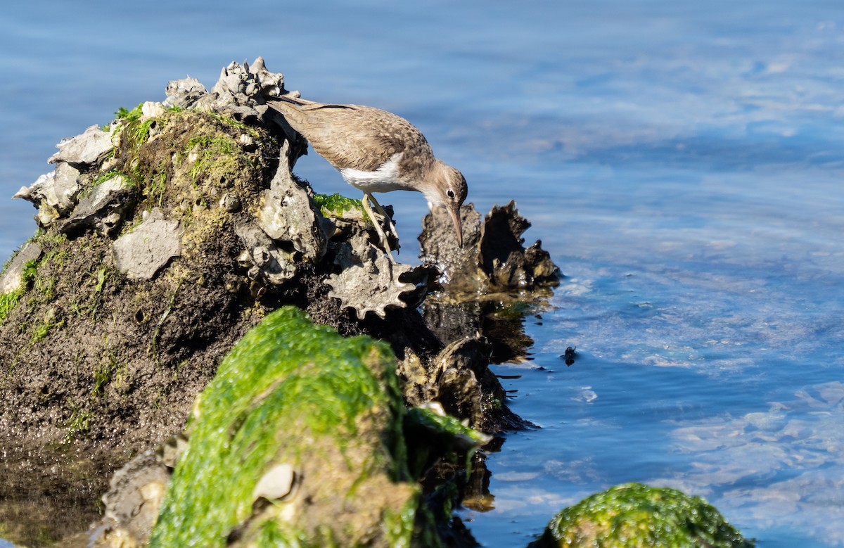 Spotted Sandpiper - Kris Farrey