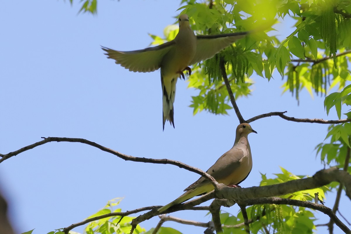 Mourning Dove - Kelly Panneck