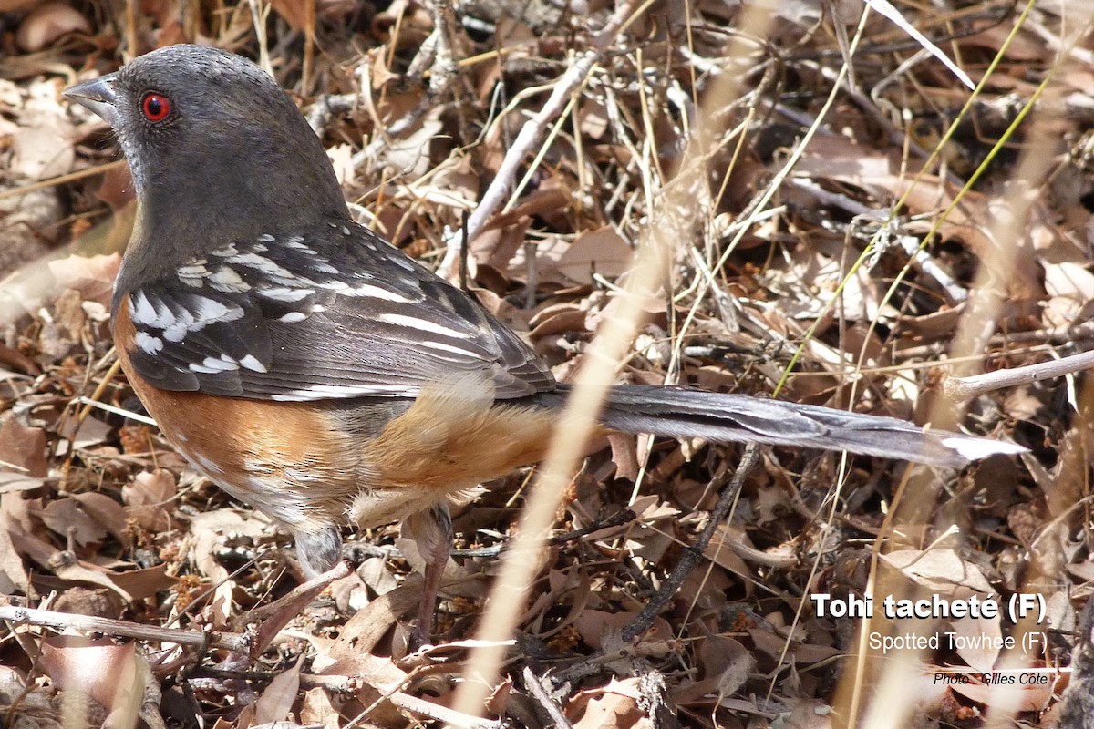 Spotted Towhee - ML312378211