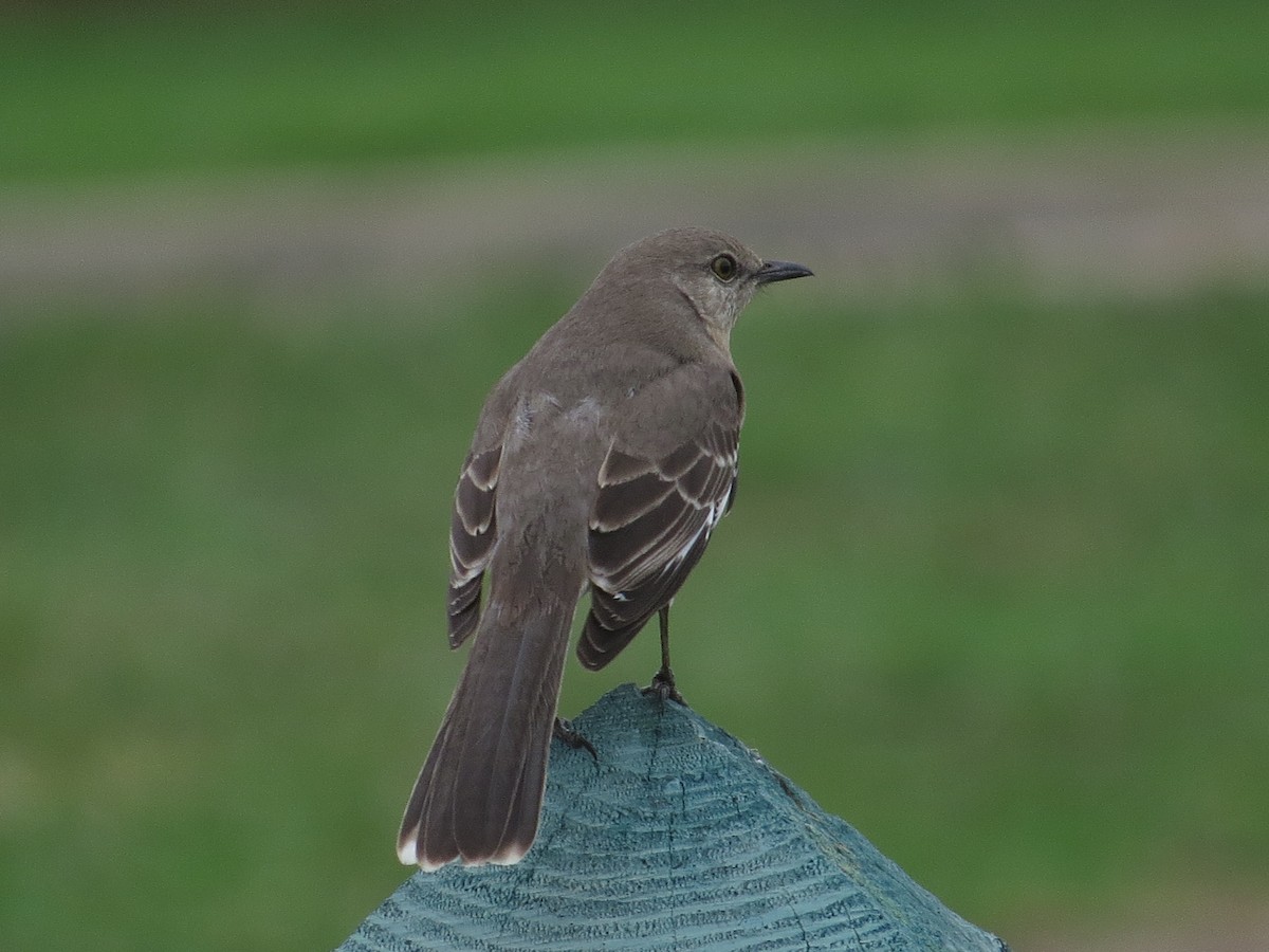 Northern Mockingbird - ML312378311
