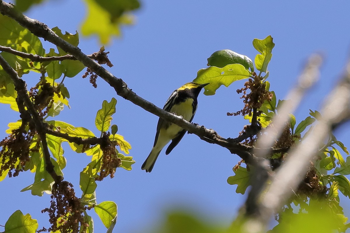Black-throated Green Warbler - ML312378471