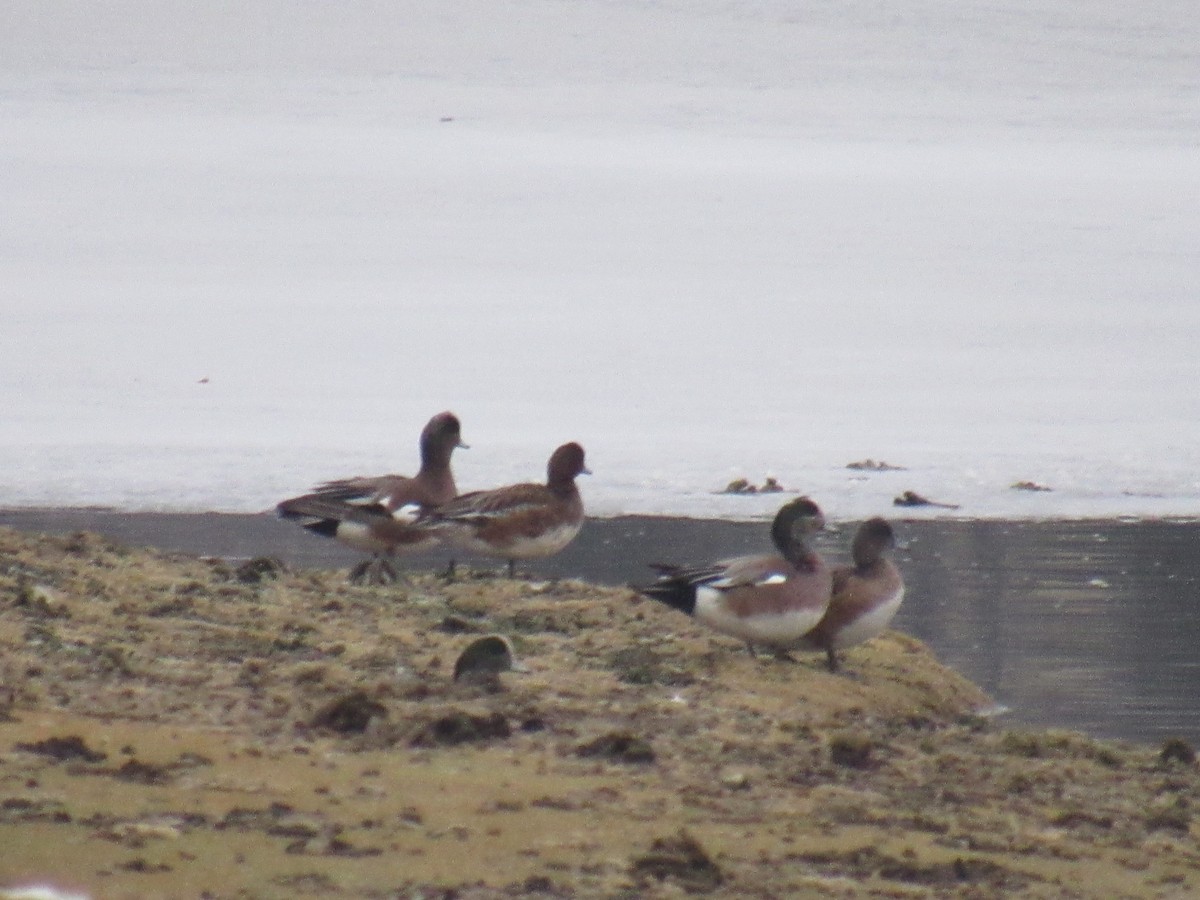 Eurasian Wigeon - ML312379121