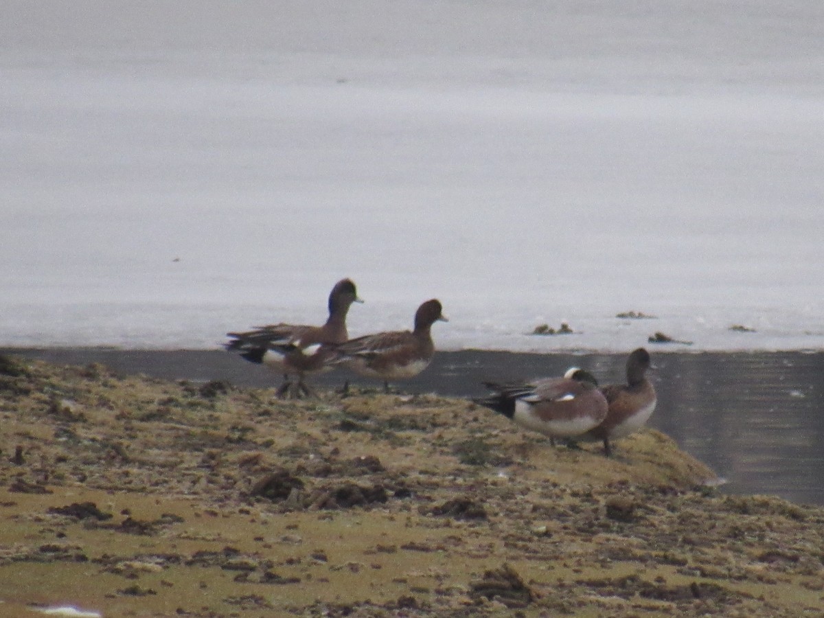 Eurasian Wigeon - ML312379151