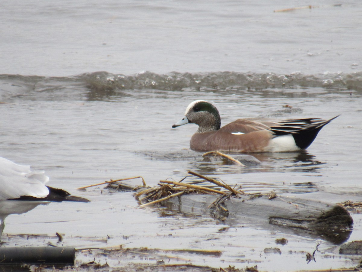 American Wigeon - ML312379221