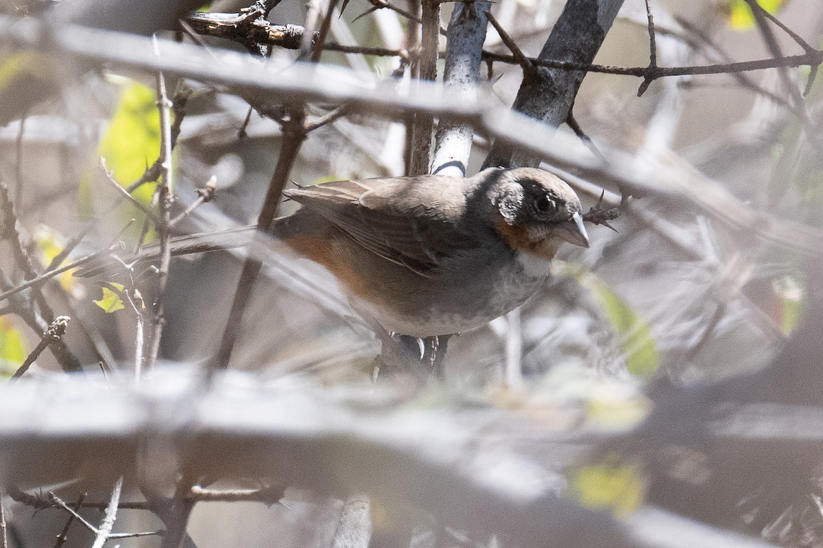 White-throated Towhee - ML312379231