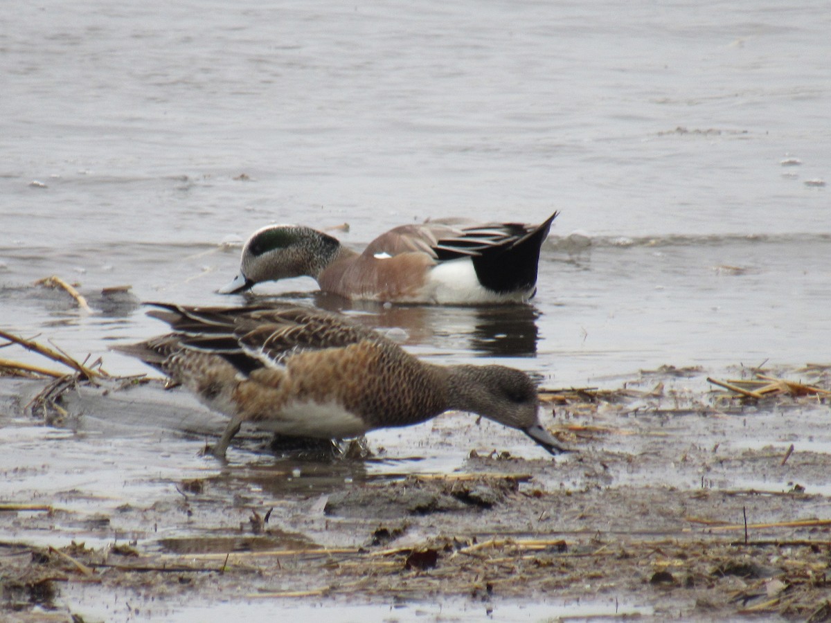 American Wigeon - ML312379251
