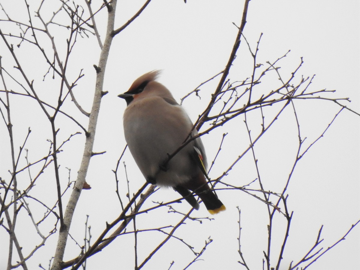 Bohemian Waxwing - ML312379661