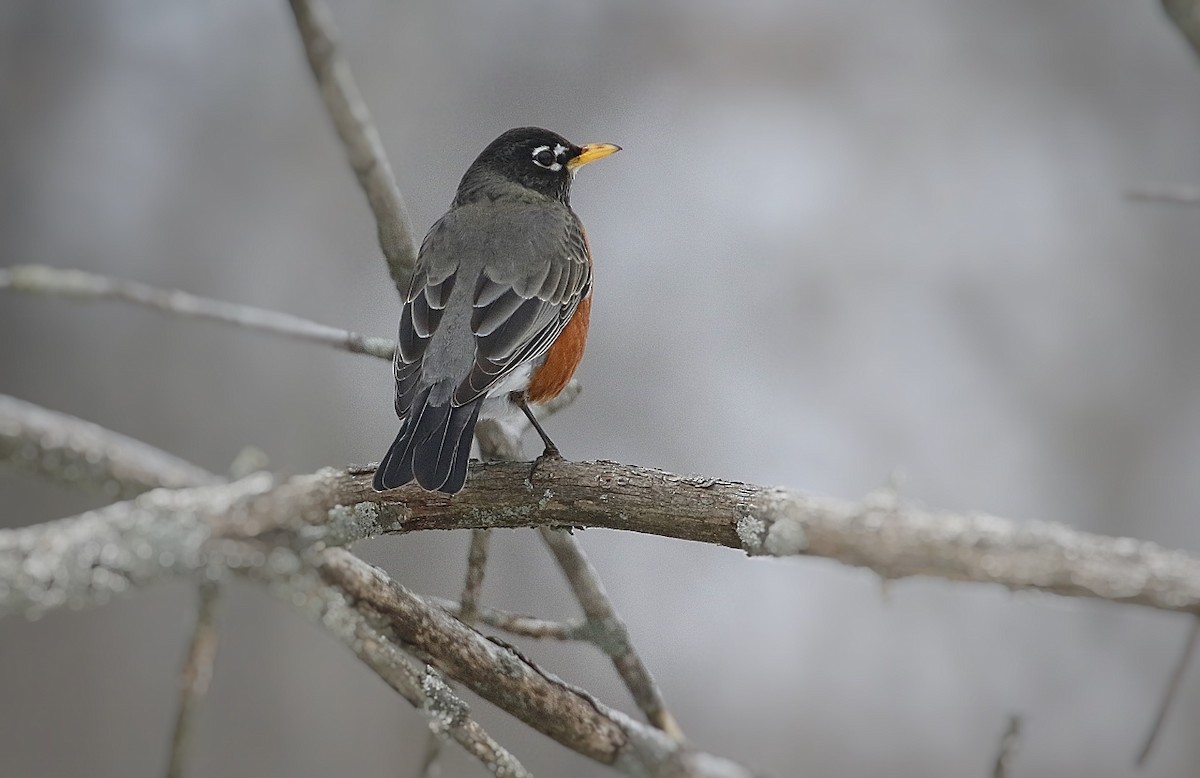 American Robin - ML312381301