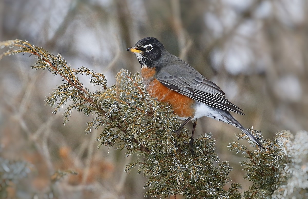 American Robin - ML312381461