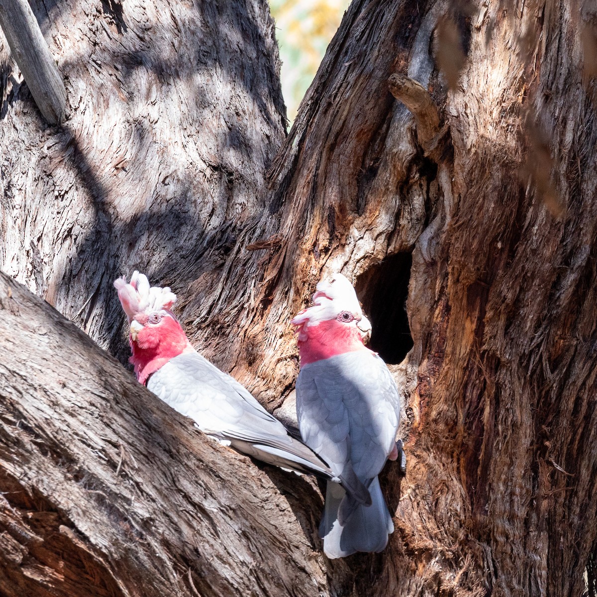 Galah - ML312381911