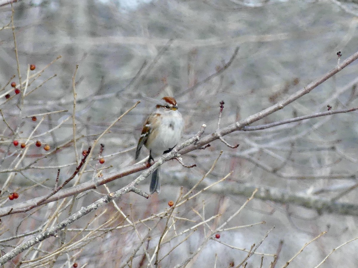 American Tree Sparrow - ML312383191