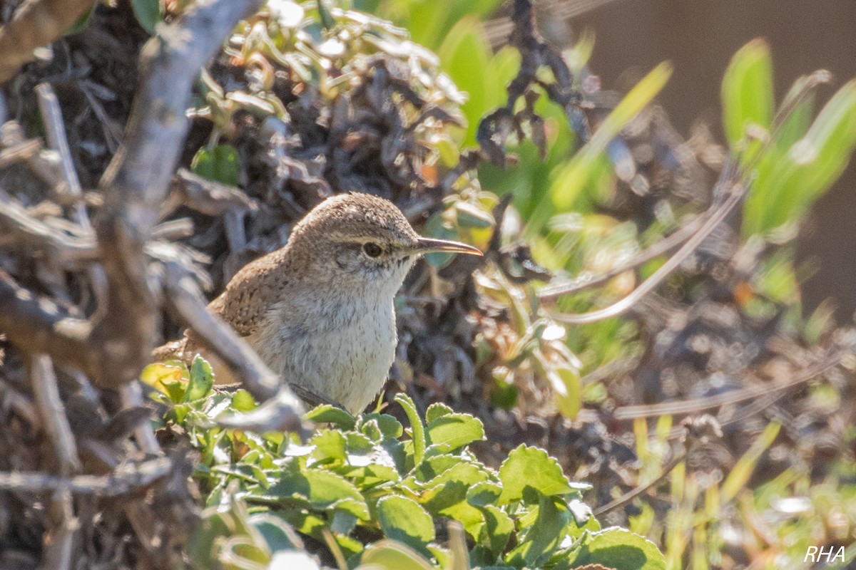 Rock Wren - ML312383441