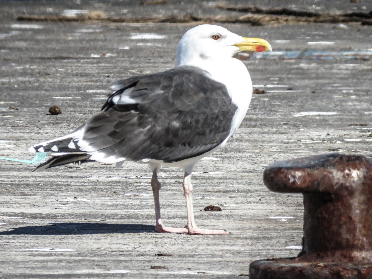 Great Black-backed Gull - ML312385541
