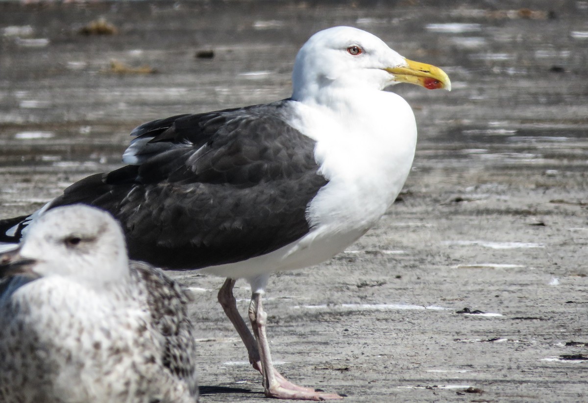 Great Black-backed Gull - ML312385551