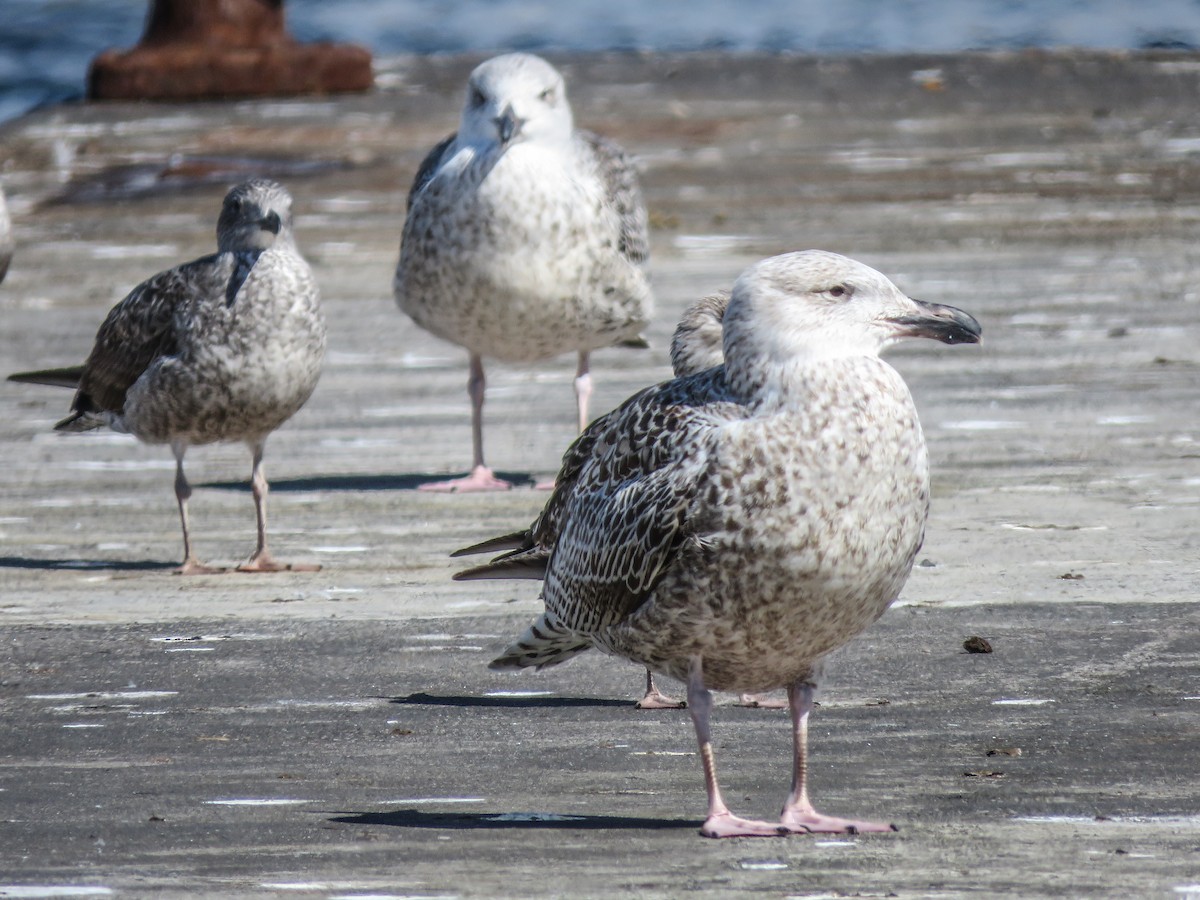 Great Black-backed Gull - ML312385561