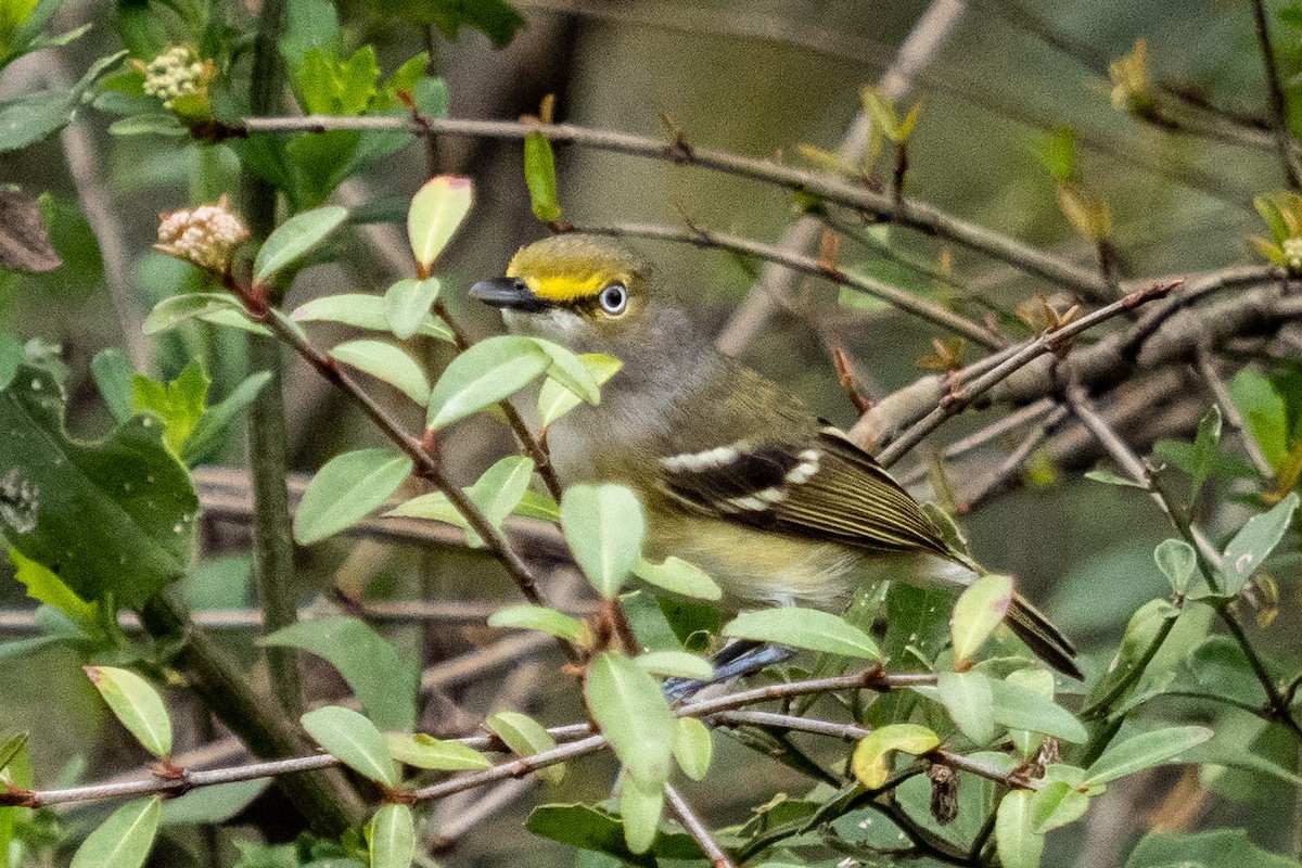 White-eyed Vireo - ML312385741