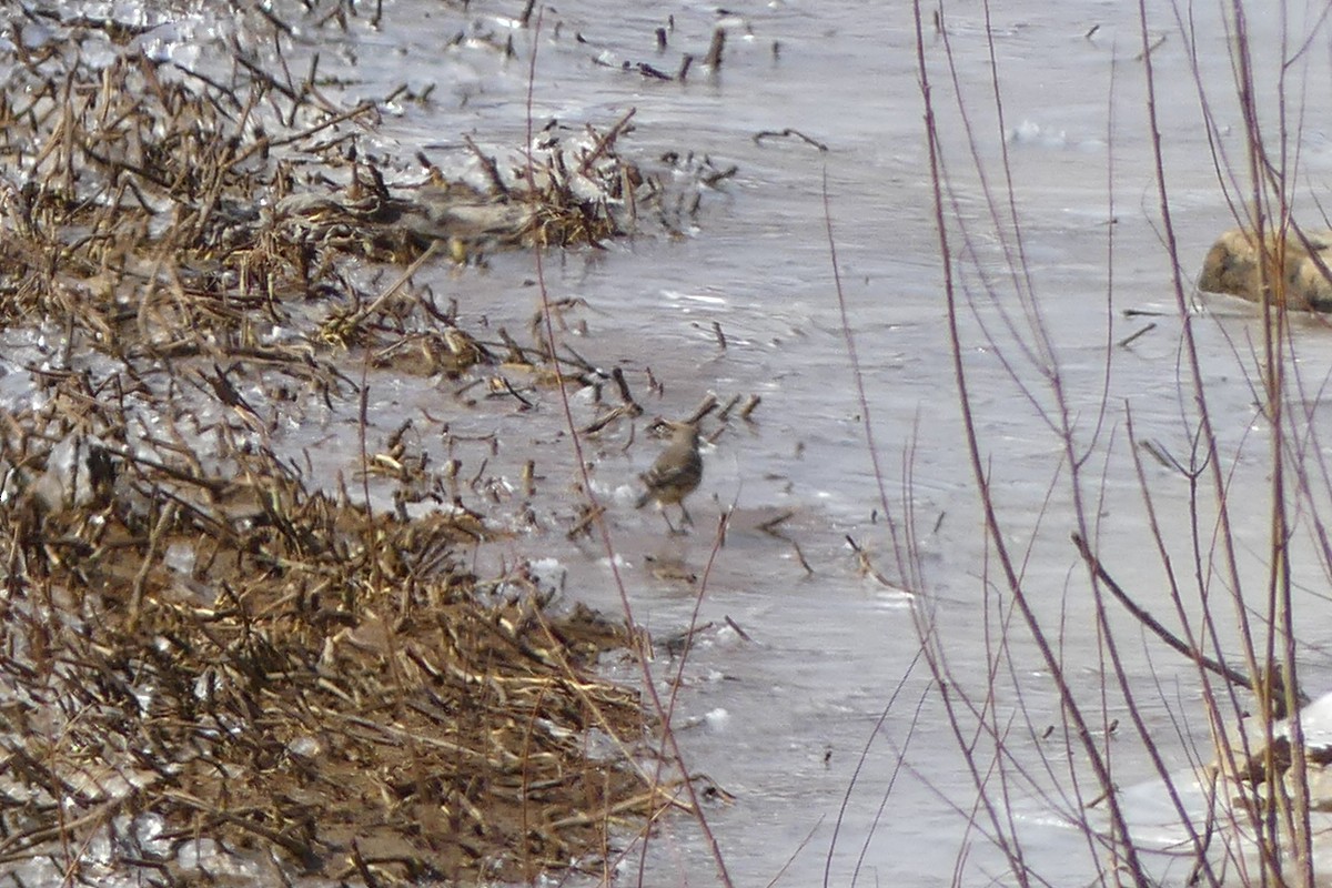 American Pipit - Stefan Gleissberg