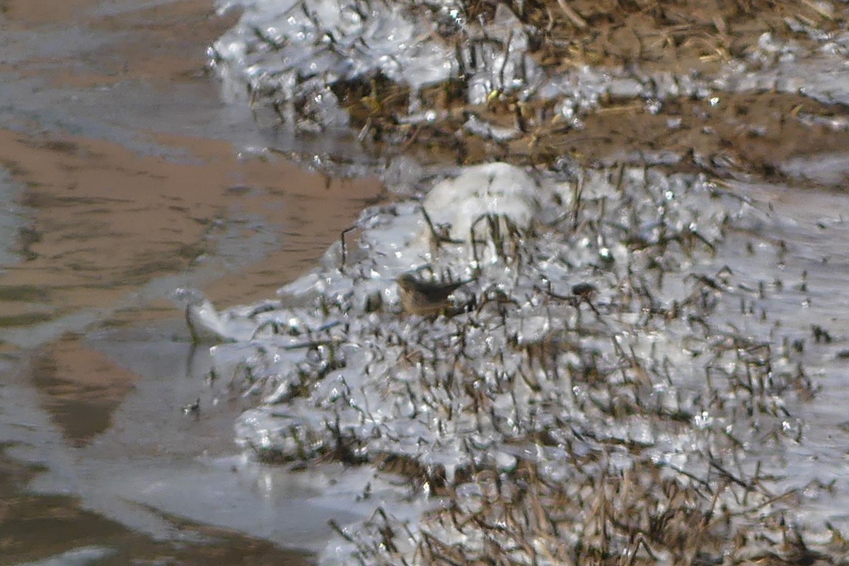 American Pipit - Stefan Gleissberg