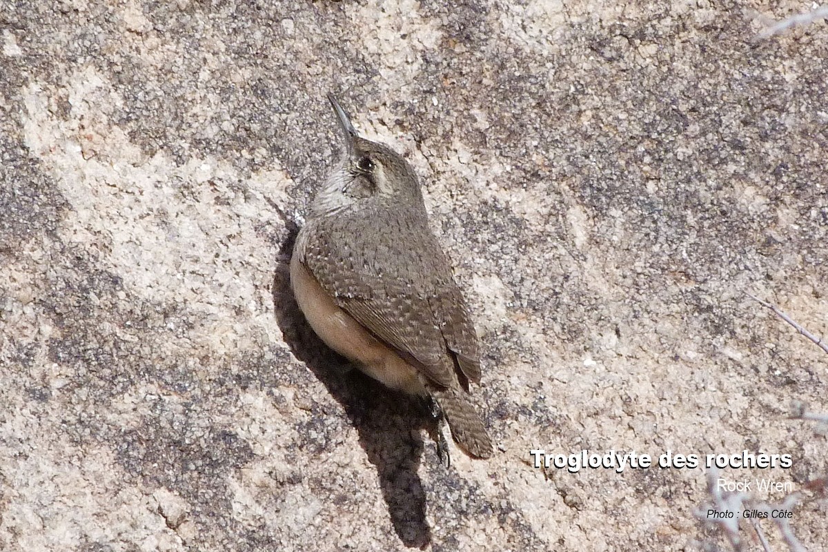 Rock Wren - ML312390501