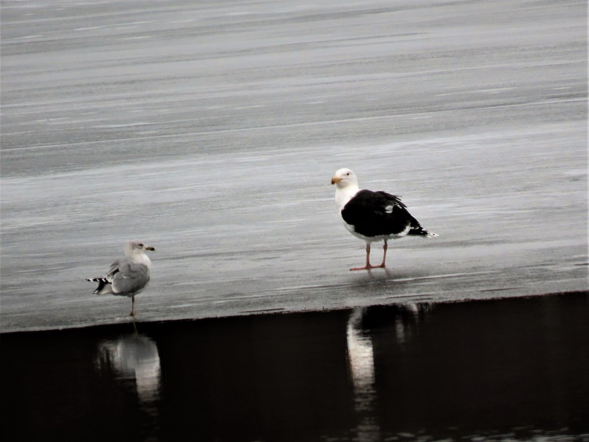 Ring-billed Gull - ML312392411