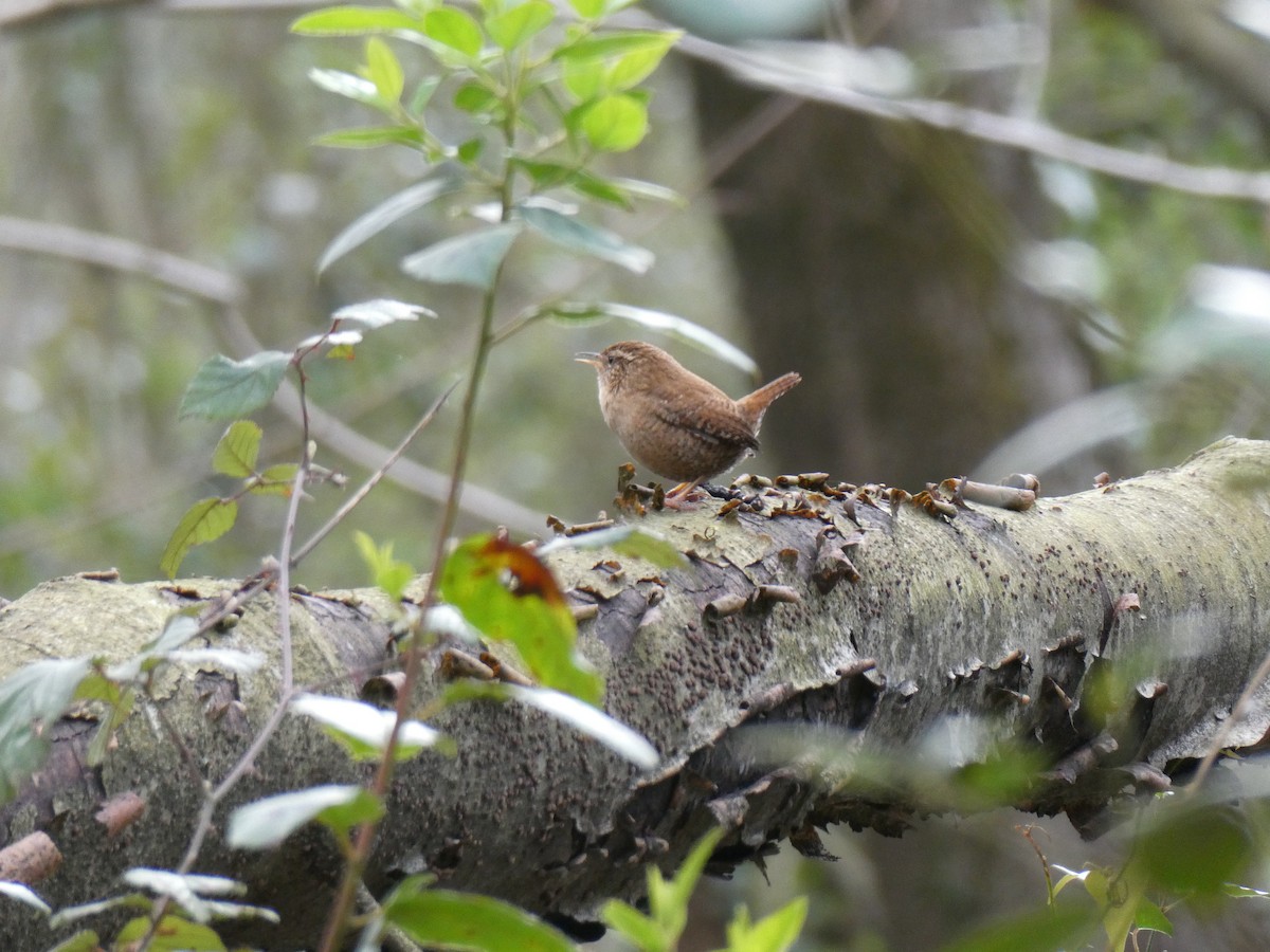 Eurasian Wren - ML312395341