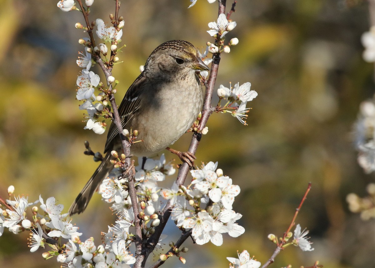 Golden-crowned Sparrow - ML312396871