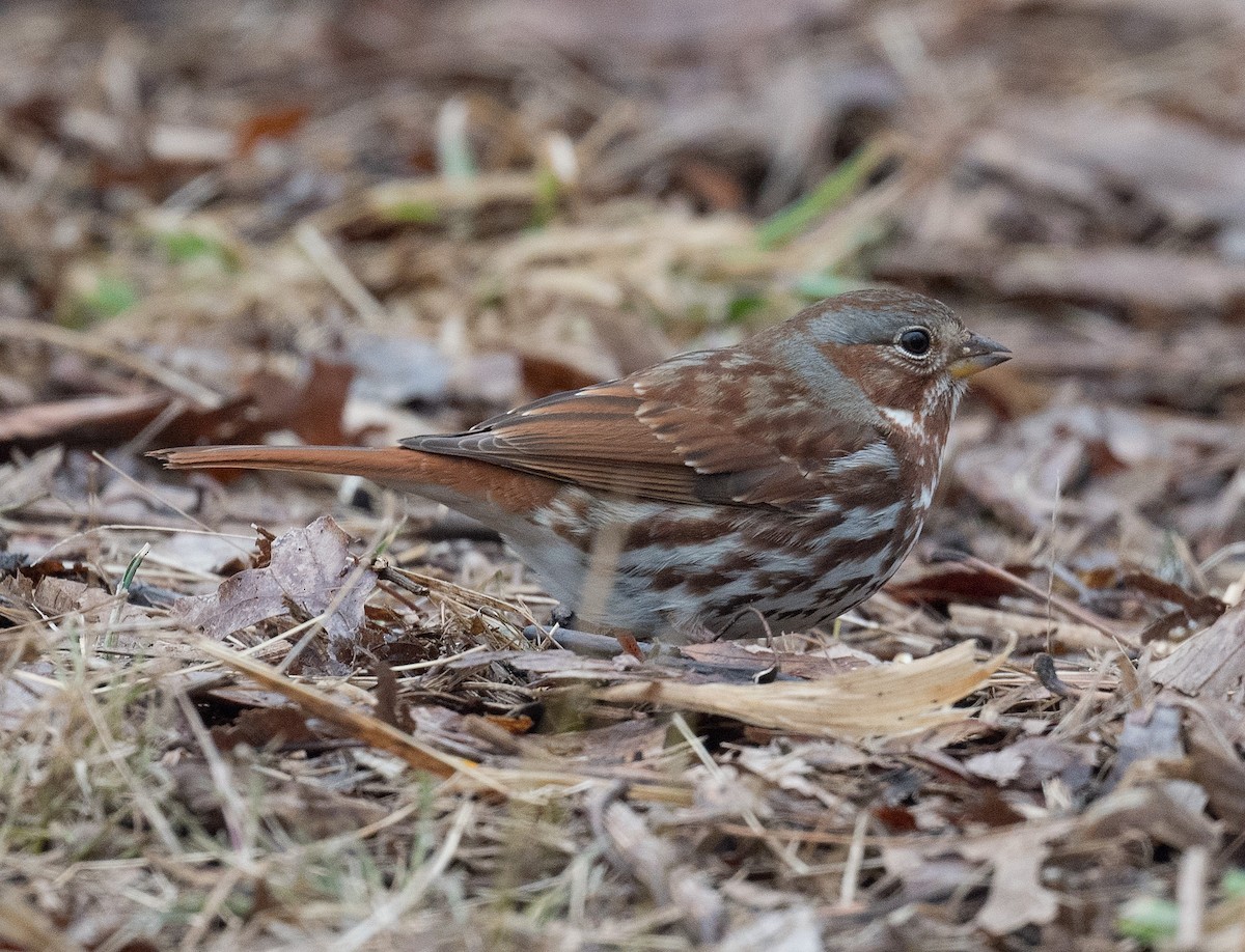 Fox Sparrow - ML312397041