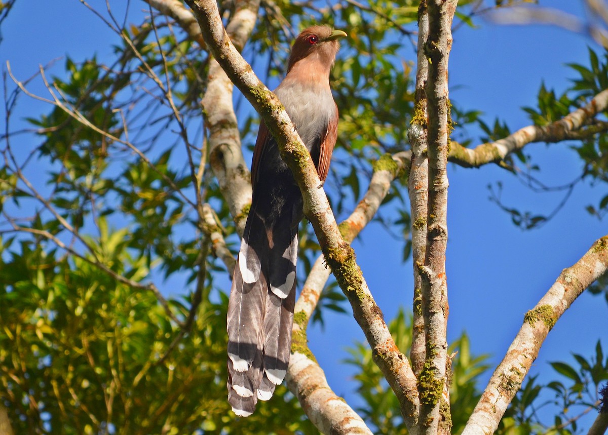 Squirrel Cuckoo - ML312397511